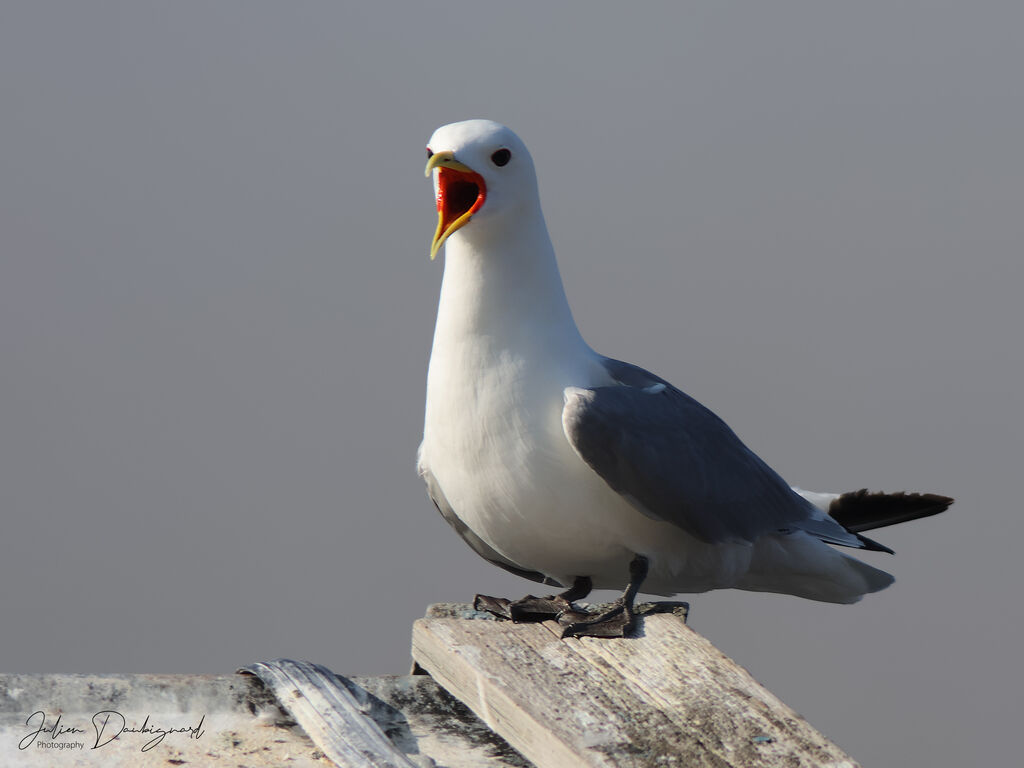 Mouette tridactyle
