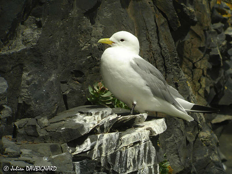 Black-legged Kittiwake