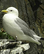 Black-legged Kittiwake