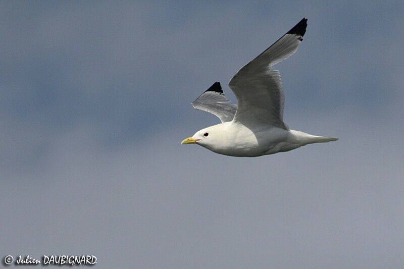 Black-legged Kittiwakeadult