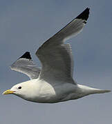 Black-legged Kittiwake