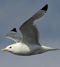 Mouette tridactyle