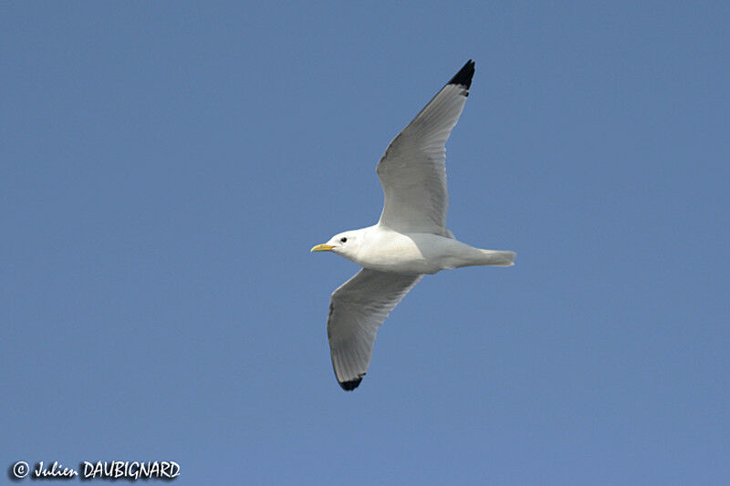 Black-legged Kittiwakeadult