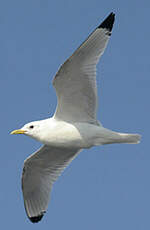 Mouette tridactyle