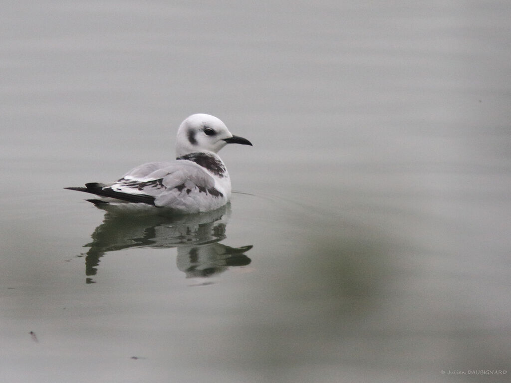 Mouette tridactyle1ère année, identification