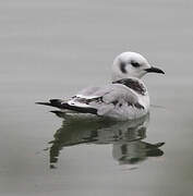 Black-legged Kittiwake