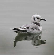 Mouette tridactyle