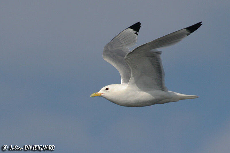 Mouette tridactyleadulte