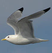 Black-legged Kittiwake