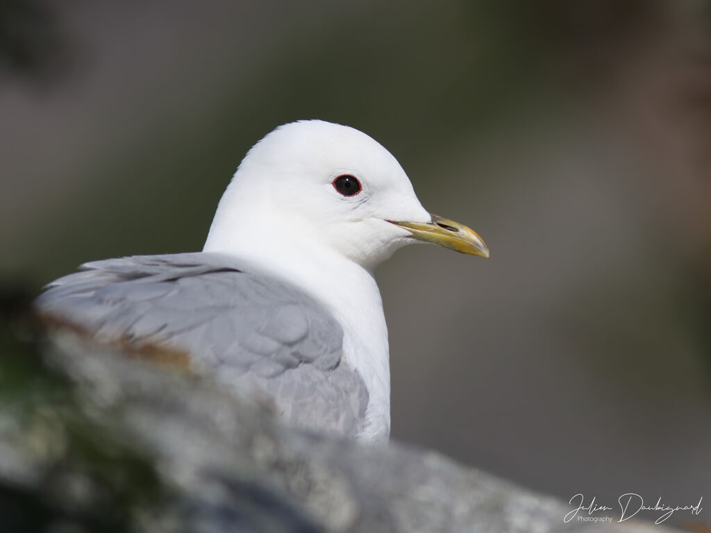 Mouette tridactyle