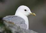 Mouette tridactyle