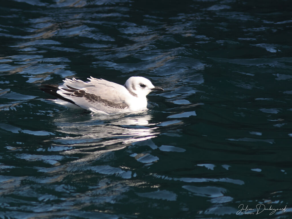 Mouette tridactyle