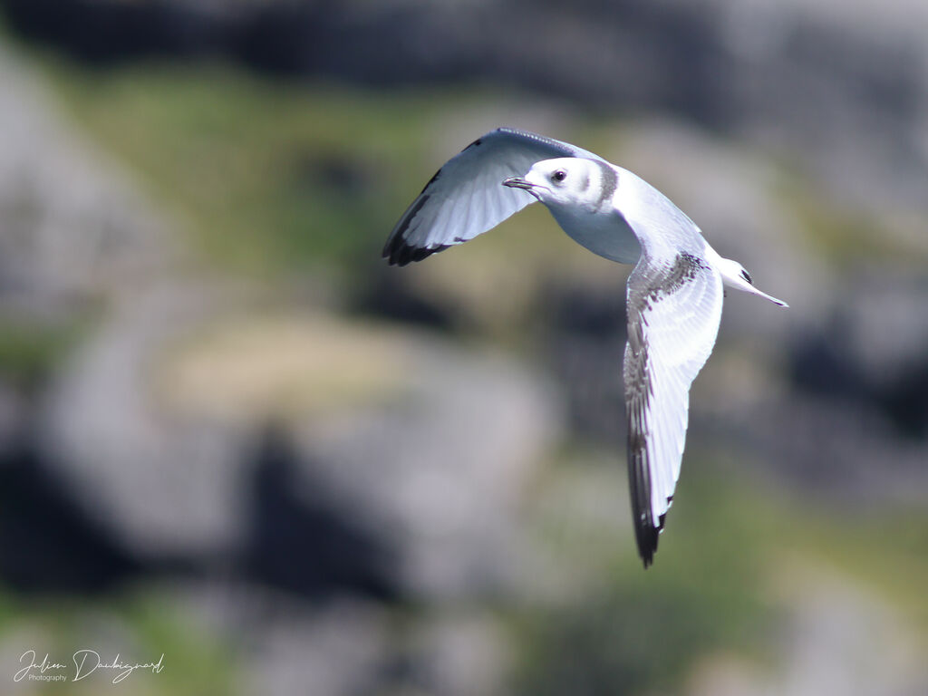 Mouette tridactyle