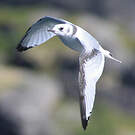 Mouette tridactyle