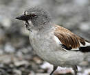 Niverolle alpine