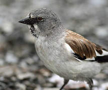 White-winged Snowfinch