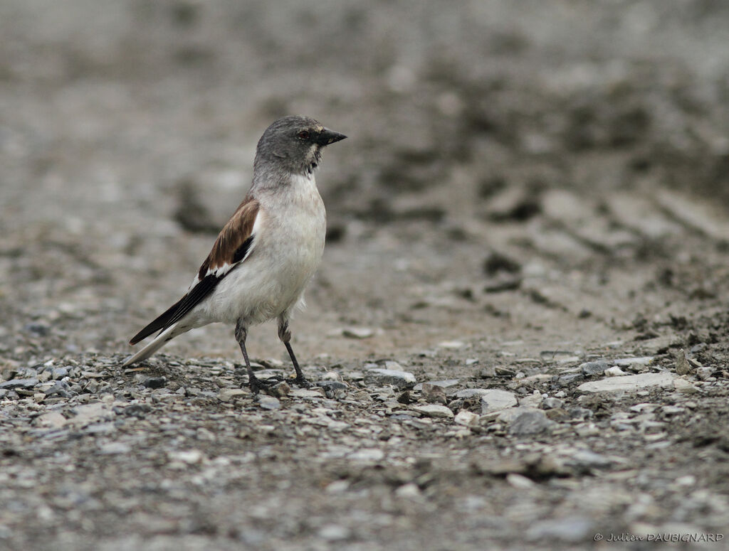 White-winged Snowfinch, identification