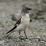 White-winged Snowfinch