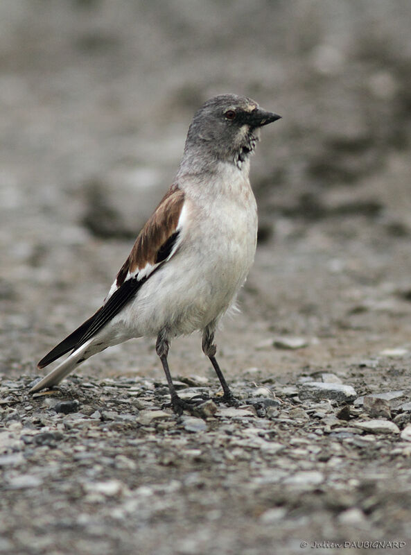 Niverolle alpine, identification