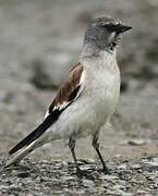 White-winged Snowfinch