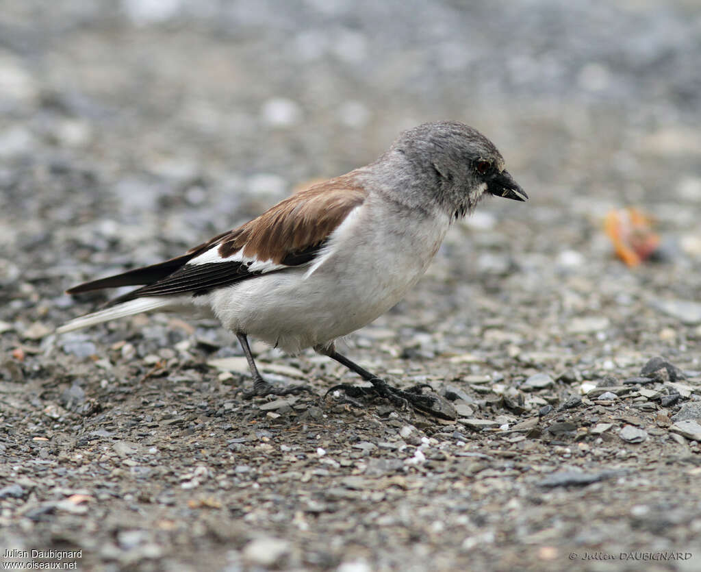 Niverolle alpineadulte nuptial, identification