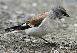 White-winged Snowfinch