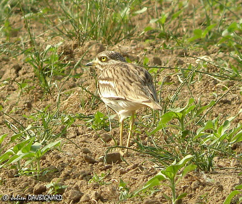 Eurasian Stone-curlew