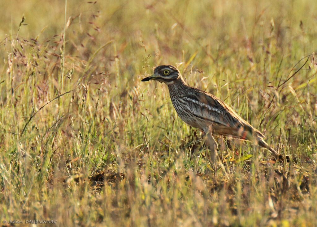 Oedicnème criard, identification