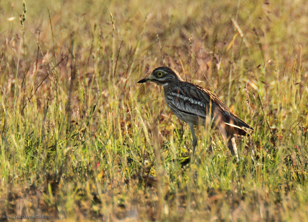 Oedicnème criard, identification