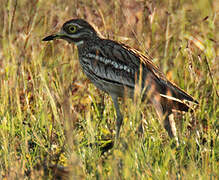 Eurasian Stone-curlew