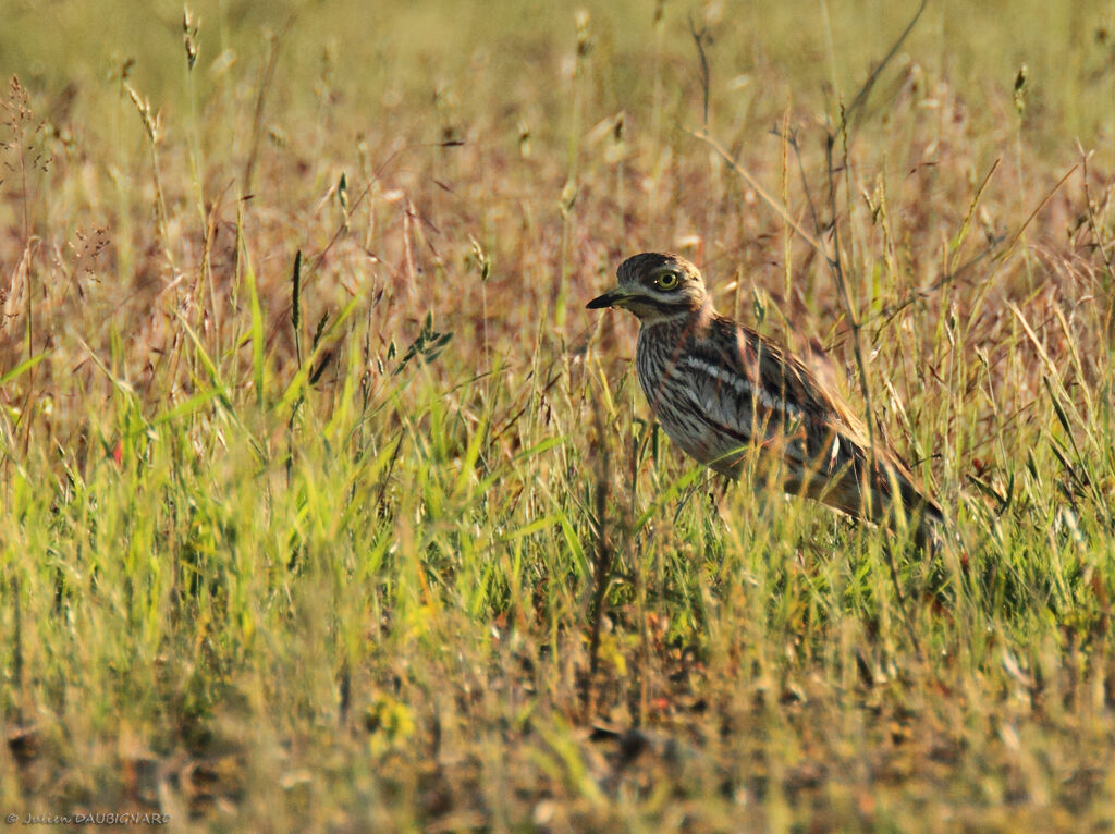 Oedicnème criard, identification