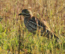 Eurasian Stone-curlew