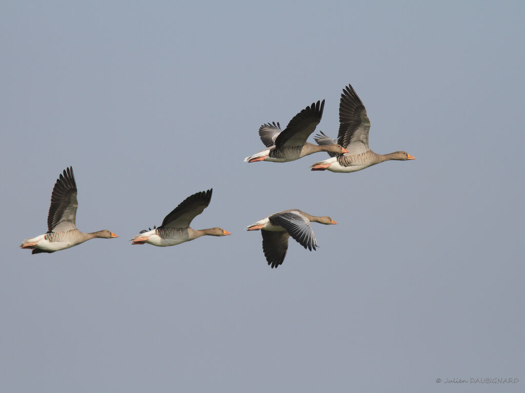 Greylag Goose, Flight