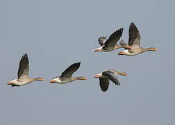 Greylag Goose