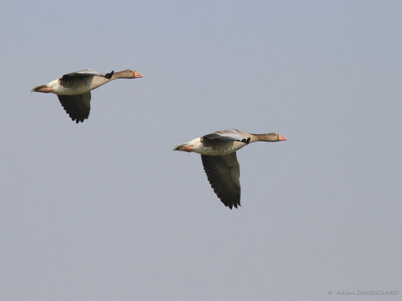 Greylag Goose, Flight