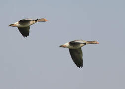 Greylag Goose