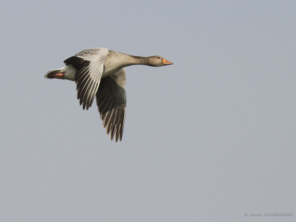 Greylag Goose, Flight