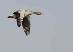 Greylag Goose