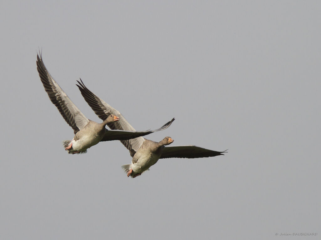 Greylag Goose, Flight