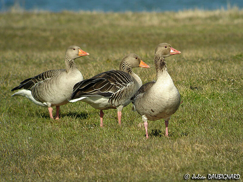 Greylag Goose