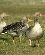 Greylag Goose