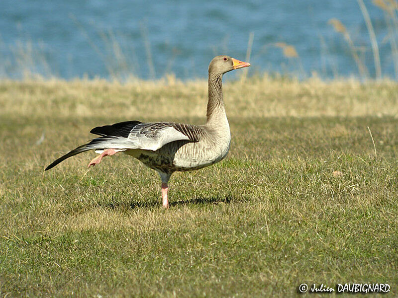 Greylag Goose