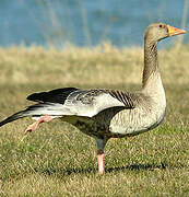 Greylag Goose