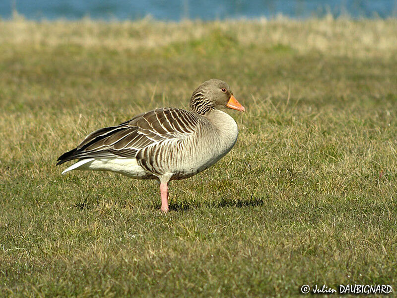 Greylag Goose