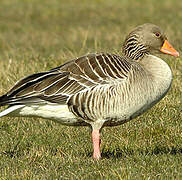 Greylag Goose