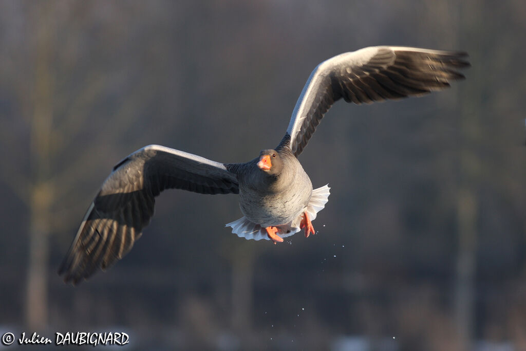 Greylag Goose, Flight