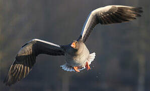 Greylag Goose