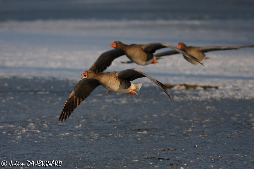 Greylag Goose, Flight