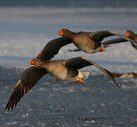 Greylag Goose