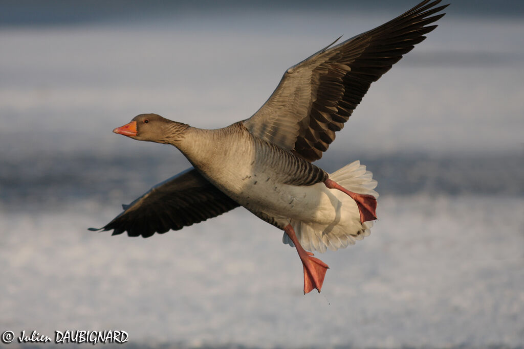 Greylag Goose, Flight